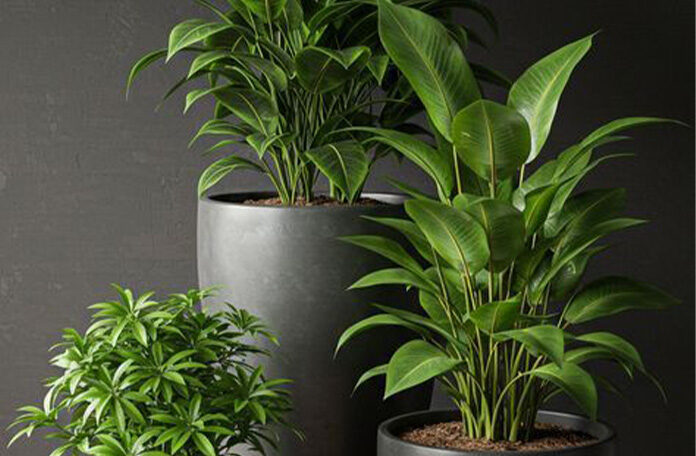 Modern plant landscape design