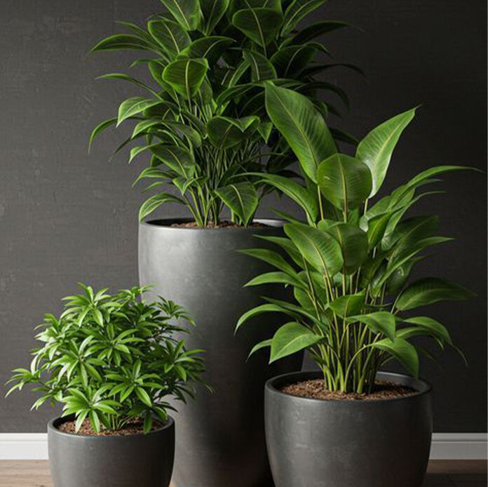 Modern plant landscape design