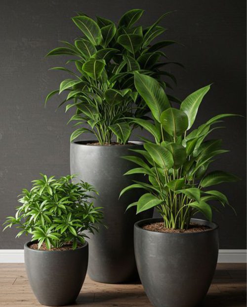 Modern plant landscape design