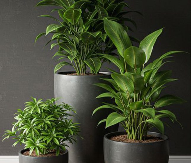 Modern plant landscape design