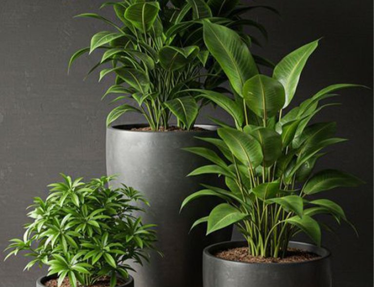 Artboard 13 Modern plant landscape design