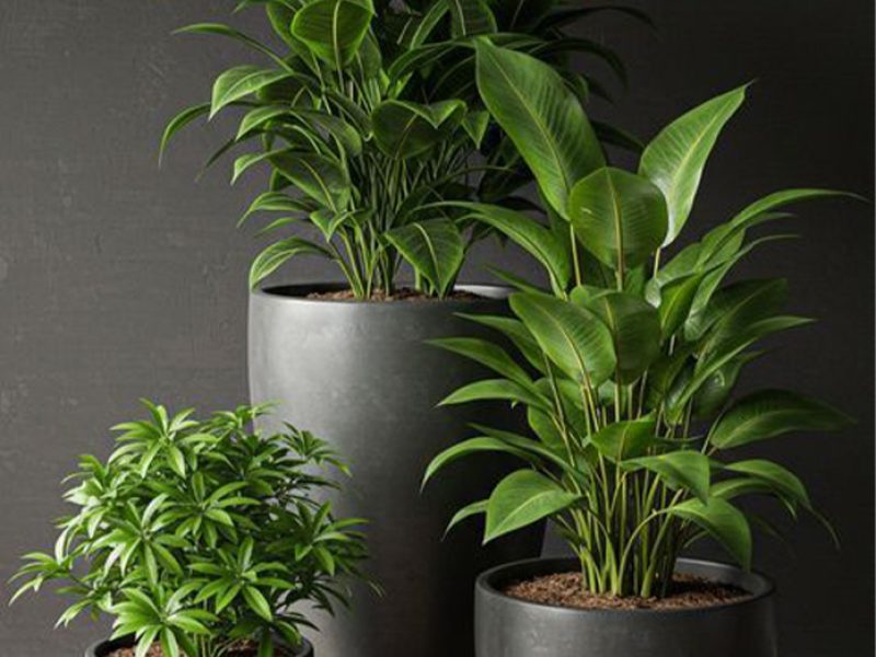 Artboard 13 Modern plant landscape design