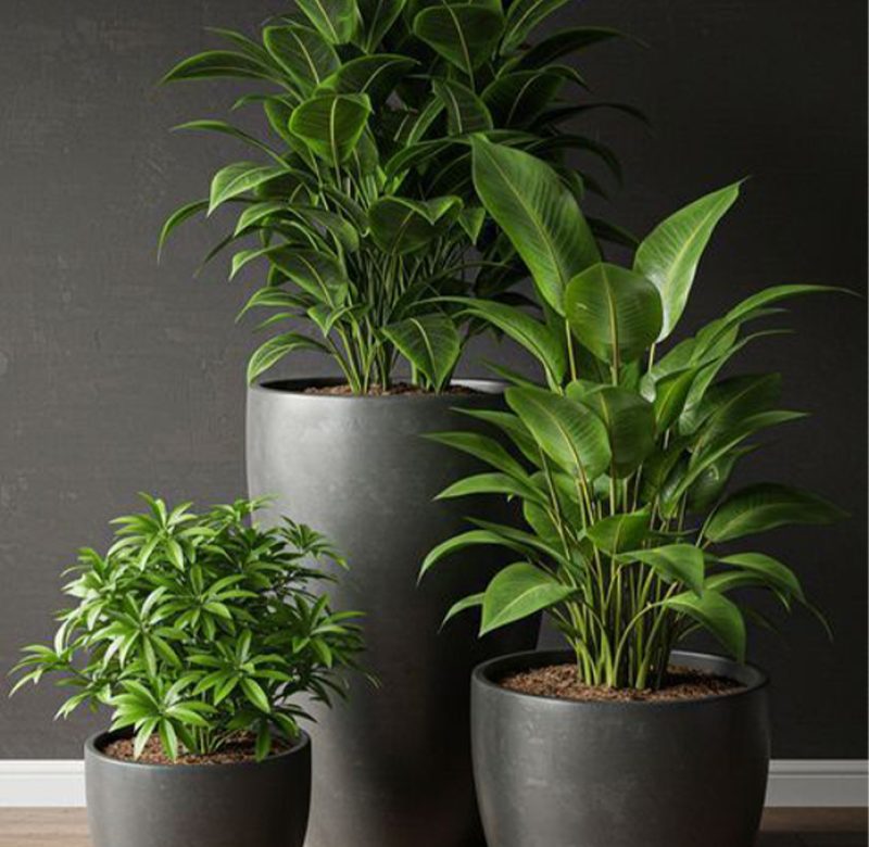 Artboard 13 Modern plant landscape design