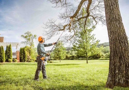 Studio Green tree maintenance