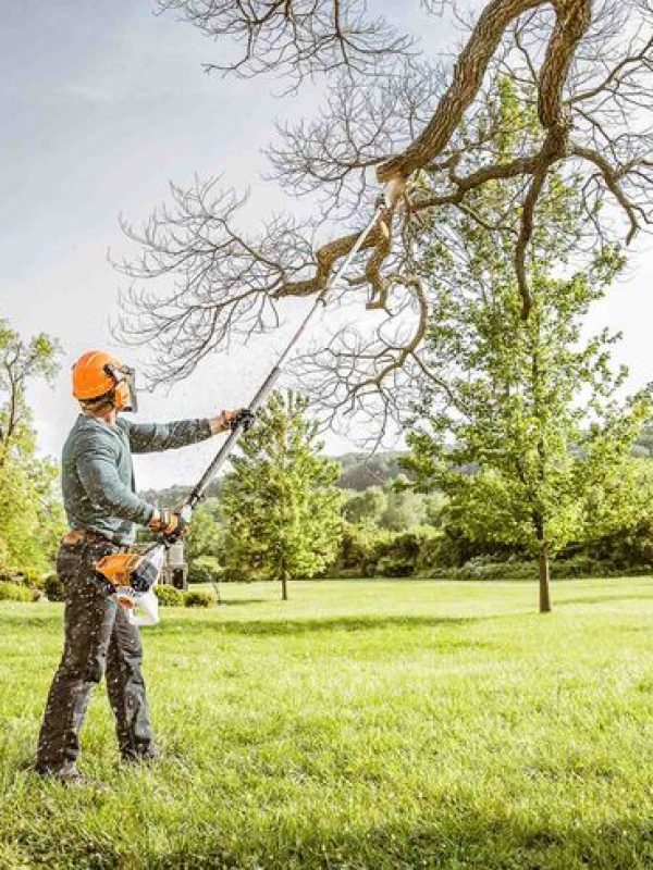 Studio Green tree maintenance
